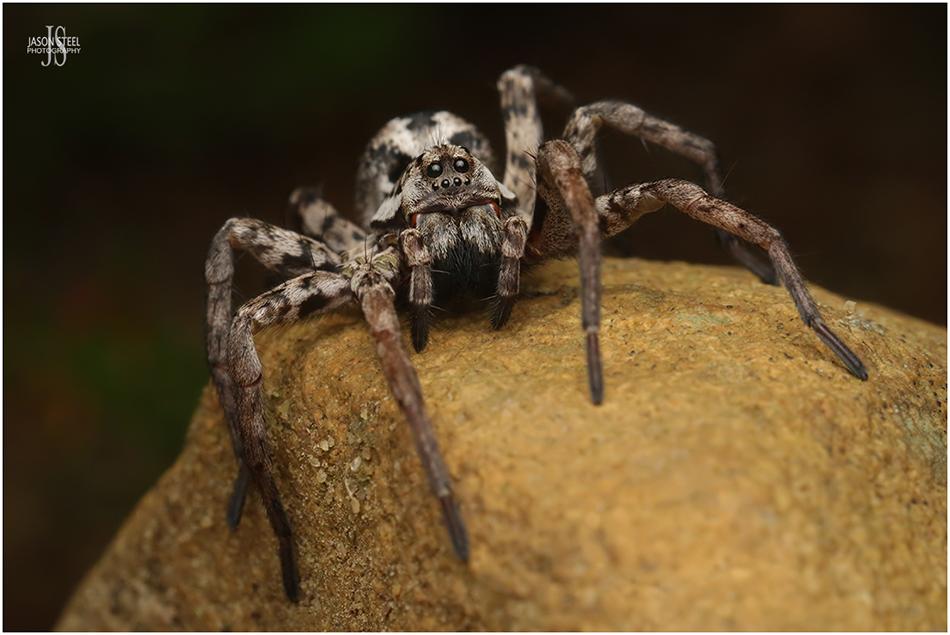 Great Fox Spider - Alopecosa fabrilis